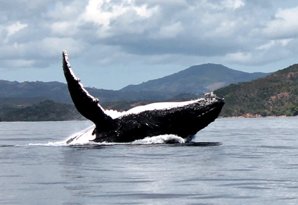 Safari Baleine