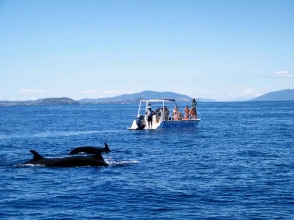 Les Baleines Rand'eau