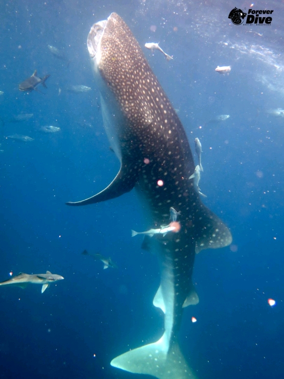 Les requins baleines
