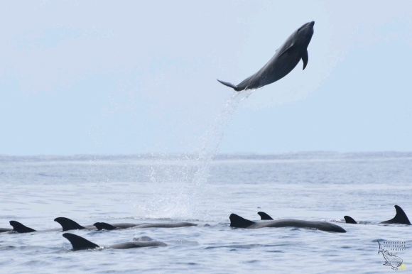 Les Baleines Rand'eau